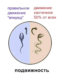 Анализ эякулята (спермограмма)